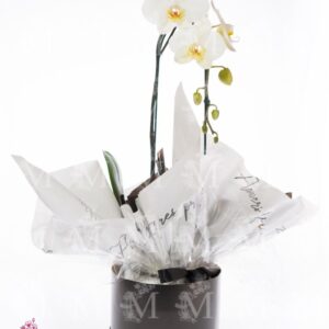 Box especial de orquídeas- Black Box