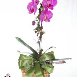 Especial de Orquídeas em cachepot rústico de madeira