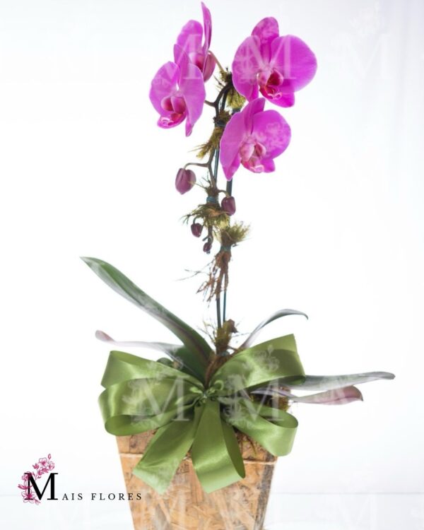Especial de Orquídeas em cachepot rústico de madeira
