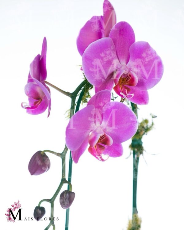 Especial de Orquídeas em cachepot rústico de madeira - Imagem 2