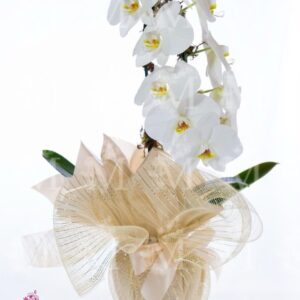 Orquídea  nobre embalagem especial