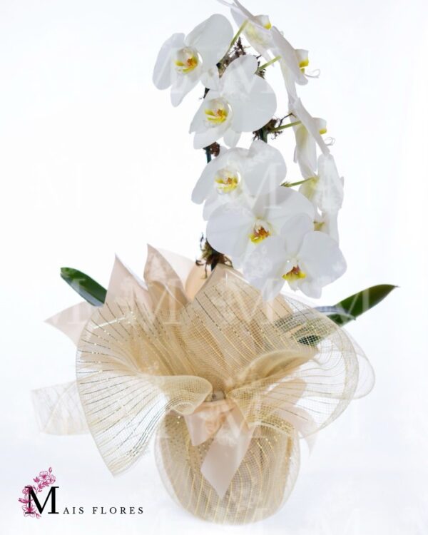 Orquídea  nobre embalagem especial