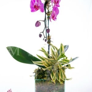 Orquídea cascata especial no vidro com musgos