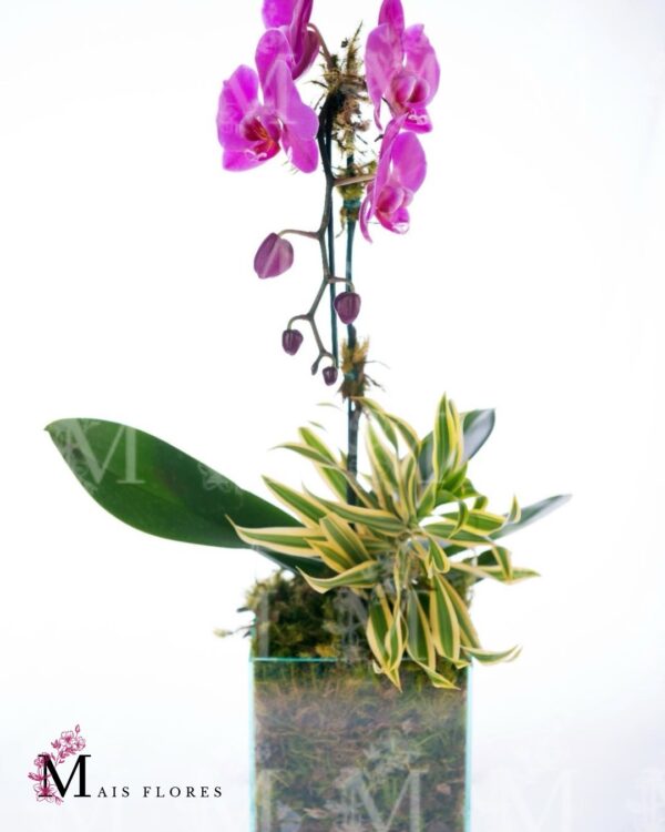 Orquídea cascata especial no vidro com musgos