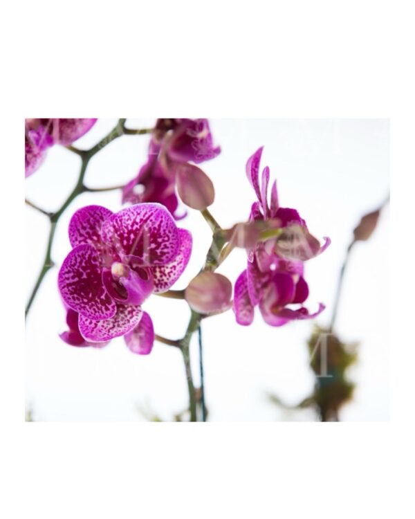 Arranjo de mini orquídeas em cachepot de vidro - Imagem 2