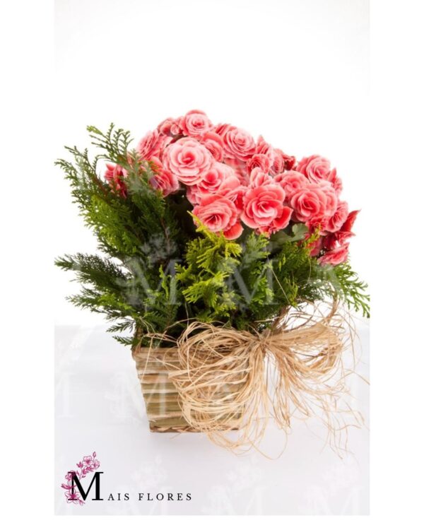 Vaso plantado de Begonias