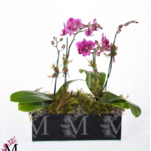 Arranjo de mini orquídeas em cachepot de vidro