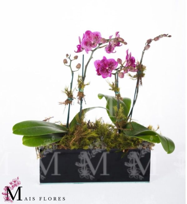 Arranjo de mini orquídeas em cachepot de vidro