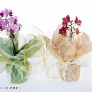 MINI ORQUIDEAS