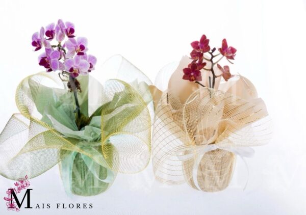 MINI ORQUIDEAS