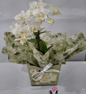 Mini orquídeas brancas em embalagem especial
