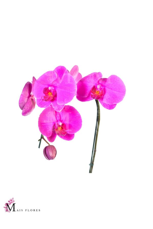 Orquídeas cascata especial em  exclusivo box com alças . - Imagem 2