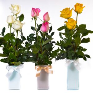 Mais rosas e Mais cores