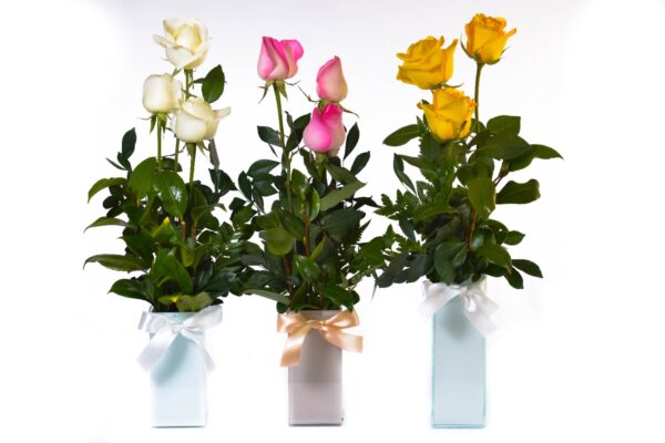 Mais rosas e Mais cores