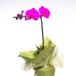 Orquídeas cascata especial em embalagem Tela