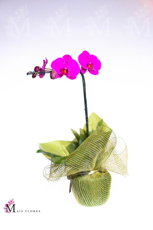 Orquídeas cascata especial em embalagem Tela