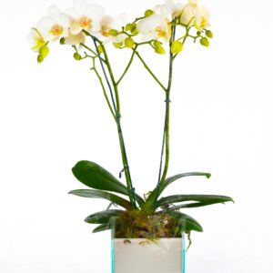 Mini orquídeas  em embalagem caixinha florida