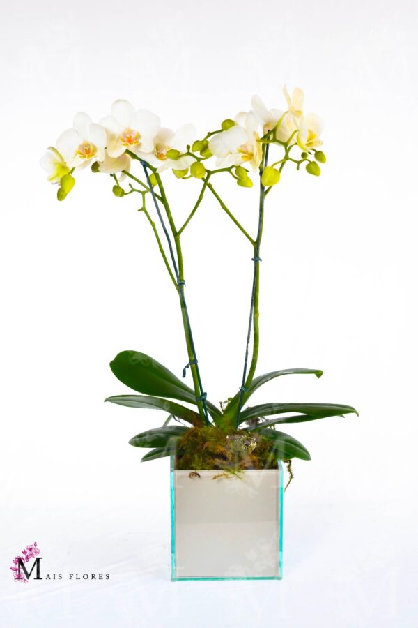 Mini orquídeas  em embalagem caixinha florida