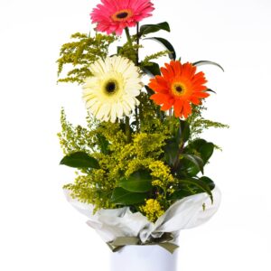 Gerberas coloridas, cores sortidas, as mais bonitas do dia , em embalagem especial
