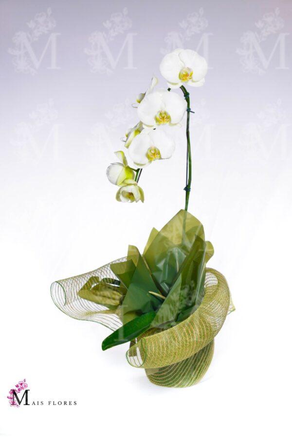Orquídeas cascata especial em embalagem Tela - Imagem 2