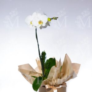 Orquídeas cascata especial exótica no box preto ou Kraft