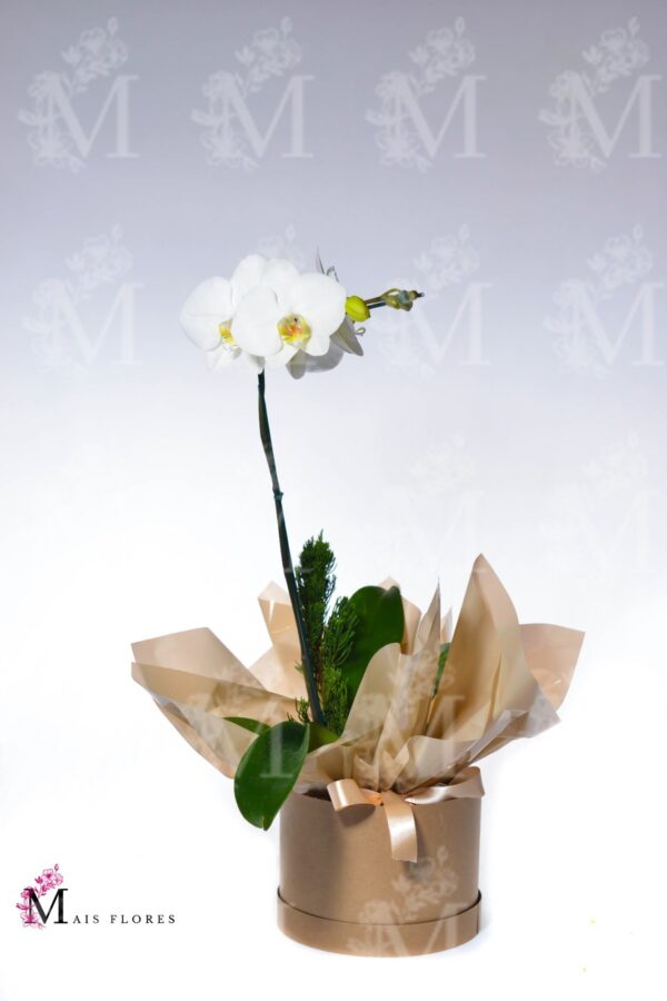 Orquídeas cascata especial exótica no box preto ou Kraft