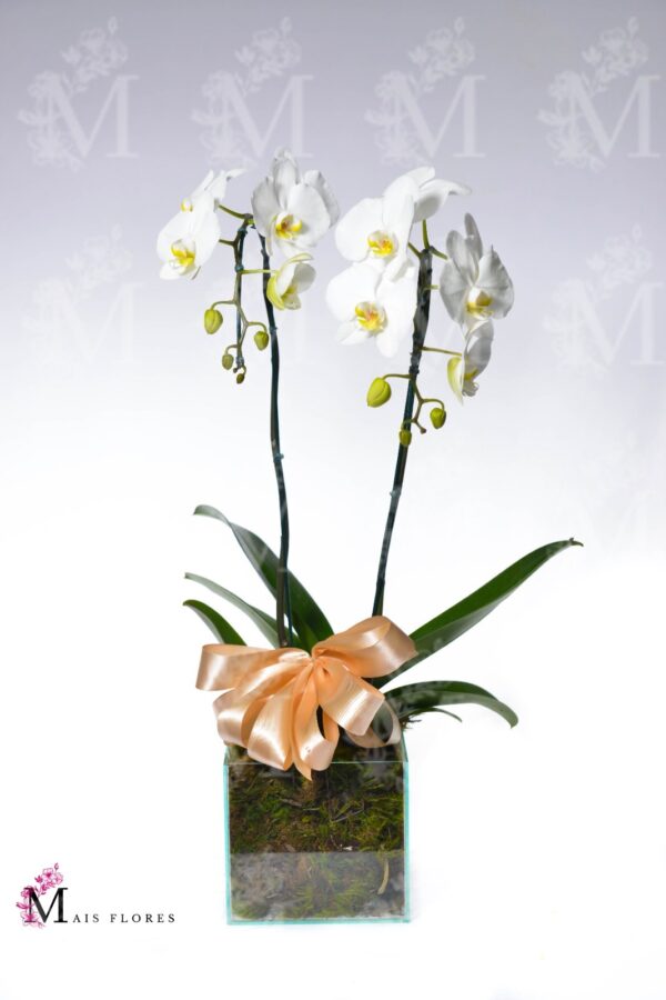 Orquídeas cascata especial 2 hastes cesta especial . - Imagem 2