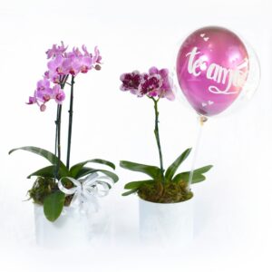 Mini orquídeas  em embalagem  especialreais .