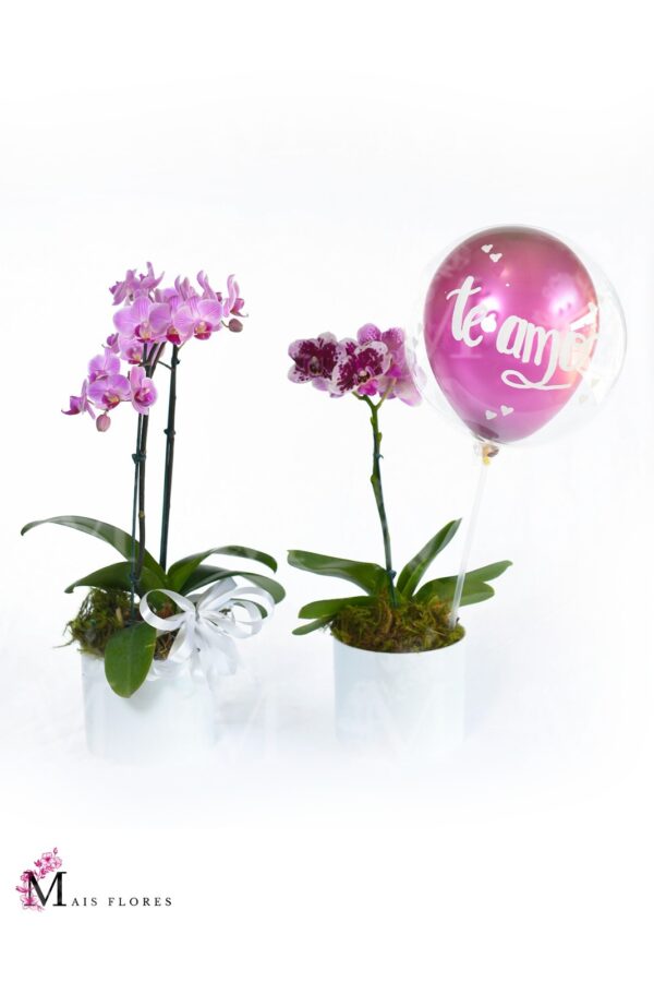 Mini orquídeas  em embalagem  especialreais .