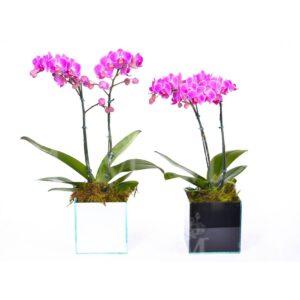 Orquídea Especial com  bombons e espumante.