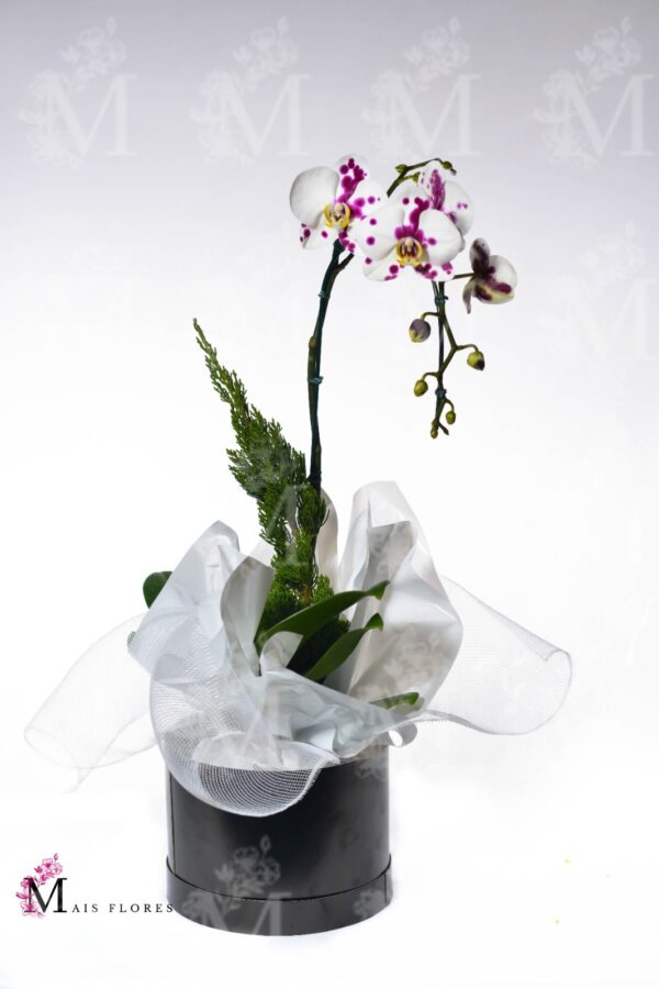 Orquídeas cascata especial exótica no box preto ou Kraft - Imagem 2