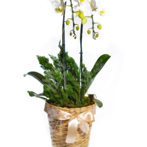 Orquídeas cascata especial 2 hastes cesta especial .