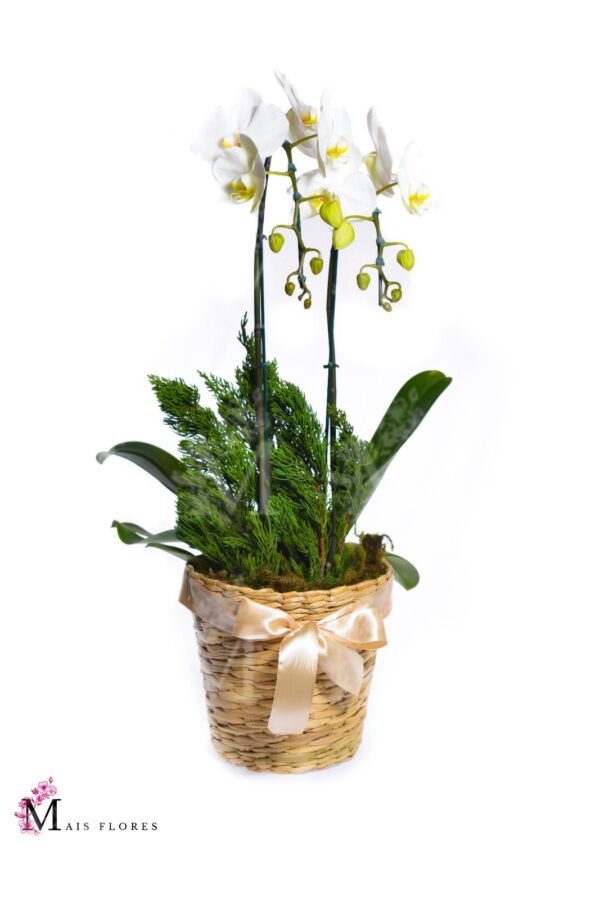 Orquídeas cascata especial 2 hastes cesta especial .