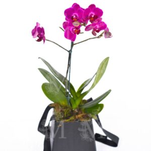 Mini orquídeas exclusivo box com alças .