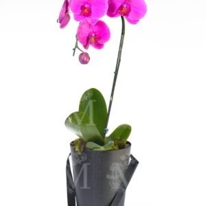 Orquídeas cascata especial em  exclusivo box com alças .