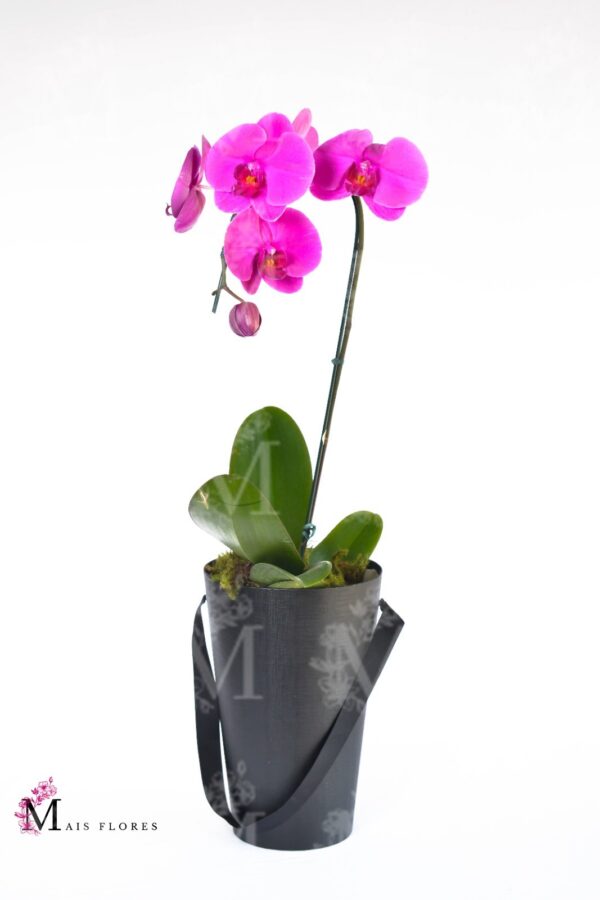 Orquídeas cascata especial em  exclusivo box com alças .