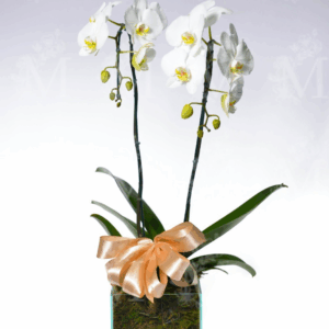Orquídeas cascata especial 2 hastes