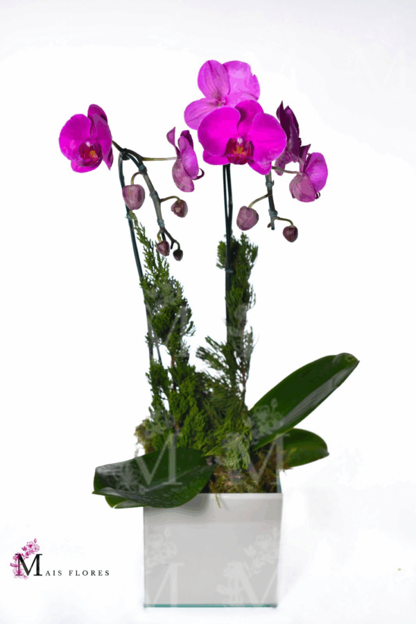 Orquídeas cascata especial 2 hastes - Imagem 2