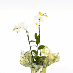 Mini orquídeas  em embalagem caixinha florida