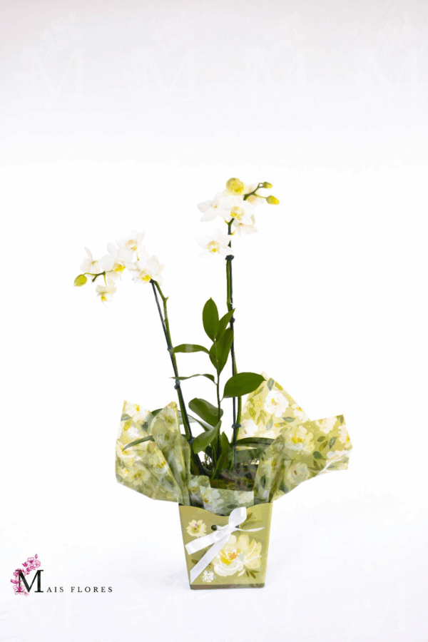 Mini orquídeas  em embalagem caixinha florida